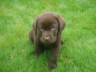 Chocolate Lab Wallpaper Puppy By