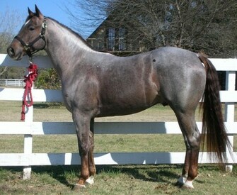 Quarter Horse Stallion Wallpaper