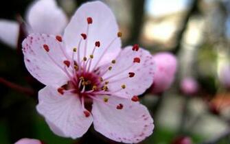 Cherry Blossom Close Up Wallpaper High Resolution