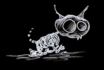 Cat Skeleton Pic