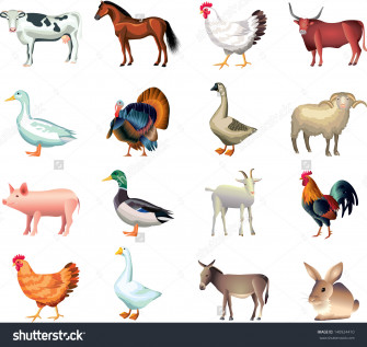 Farm Animals Wallpaper Animal Hq Picture