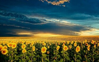 Sunflower Wallpaper Desktop HD