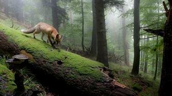 Nature And Landscape Wallpaper