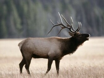 Elk Wallpaper Bull