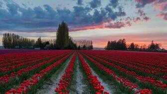 In The Tulip Fields Skagit Valley Wa I