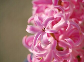 Hyacinth Wallpaper
