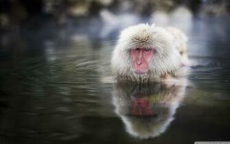 Japanese Macaque Wallpaper X Net