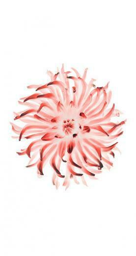 Apple Ios Flower Wallpaper Details