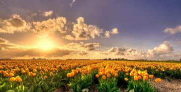 Sunset Nature Tulip Farm Wallpaper HD Image Picture