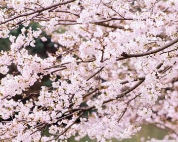 Cherry Tree Branches Ultra HD Desktop Background Wallpaper For 4k