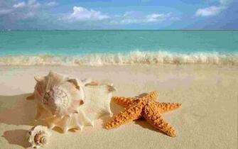 And Seashells Wallpaper Unsorted Other Collection