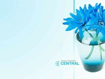 Blue Flowers Wallpaper