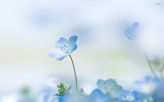 Blue Flowers Wallpaper High Quality