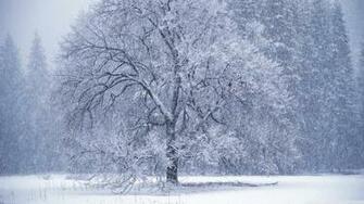 Snow Falling 4k HD Desktop Wallpaper For Ultra Tv