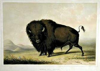 American Buffalo Wallpaper
