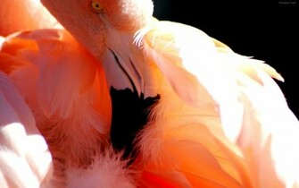 Descargar Fondos De Pantalla Flamenco HD Widescreen Gratis Imagenes
