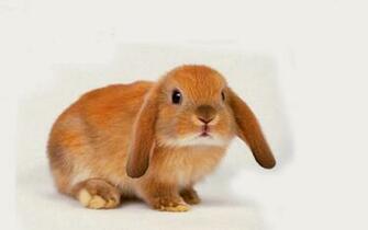 Desktop HD Wallpaper S Beautiful Baby
