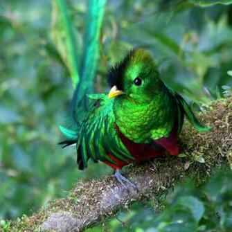 Quetzal Guatemala Wallpaper HD Background Desktop