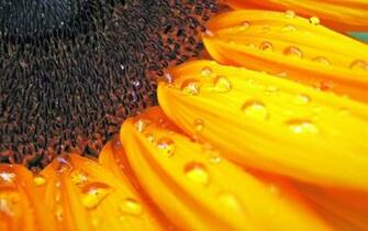 Sunflower Wallpaper HD