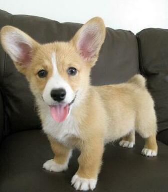 Cute You Ll Find The Best Animal Pictures Puppy