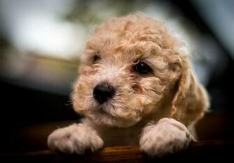 Wallpaper Poodle Dog Puppy Snout