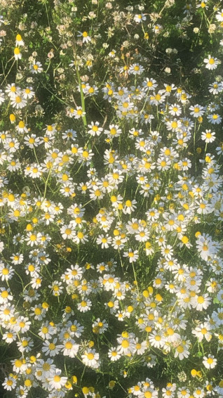 Aesthetic Daisy Wallpaper Nel