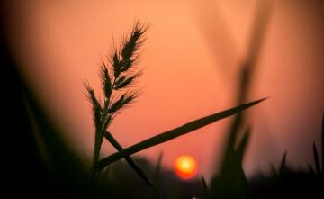 Nature Image