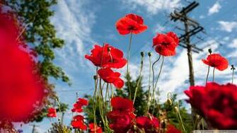 Vancouver Poppies Wallpaper