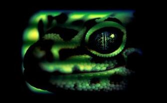 Leopard Gecko Head Desktop Pc And Mac Wallpaper