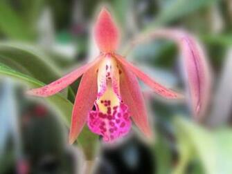 Beautiful Orchids Wallpaper