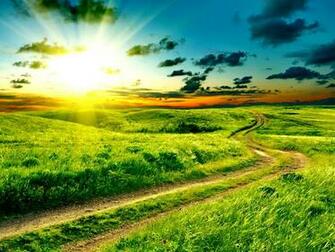Path Through Field Wallpaper