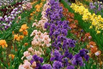 Beautiful Flower Garden Forest Cool Wallpaper Wonderful