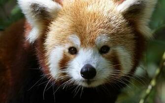 Wallpaper Red Panda Muzzle Fur Ultra HD 4k Background