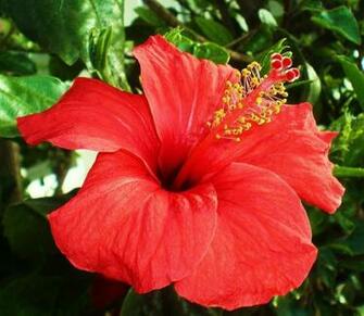 Hibiscus Flower Wallpaper
