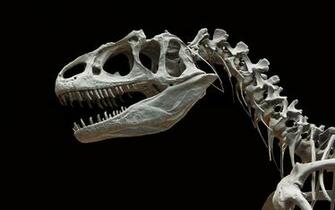 Dinosaur Background Full HD Desktop Wallpaper Wallinda
