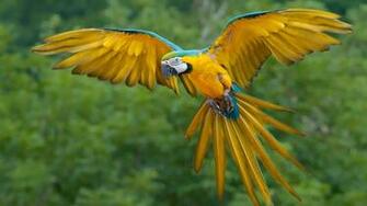 Bird Desktop Wallpaper Which Is Under The Birds