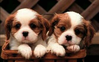 Cute Little Puppy Wallpaper For Android Apk