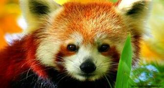 Cute Baby Red Pandas Wallpaper