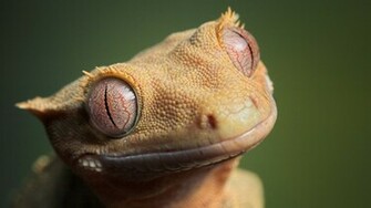 HD Wallpaper Desktop Reptile