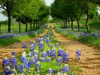 Bluebonnet Road The Great Outdoors
