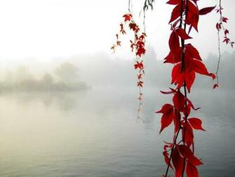 Red Leaf Wallpaper