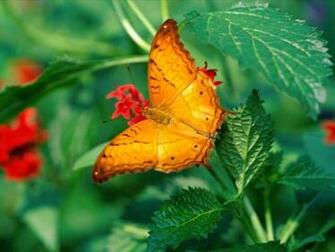 Slideshow Screensaver With Butterfly Desktop Wallpaper Changing