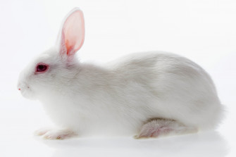 4k 5k Creative Rabbits White Side HD Wallpaper