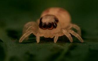 Cute Spider Wallpaper Pictures Picc It