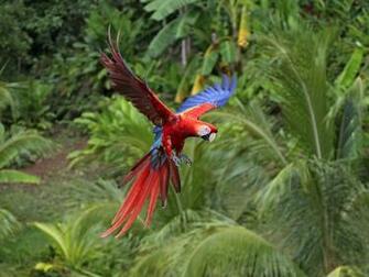Beautiful Wild Animals Birds Wallpaper