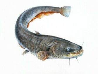 Catfish Pictures Cool Photos High Quality Wallpaper