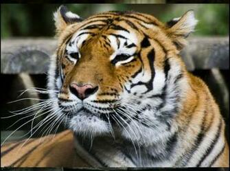 Best Wallpaper Zoo Animals