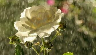 Spring Rain Desktop Laptop Ed In Category