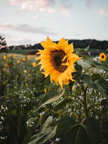 Sunflower Wallpaper HD Hq