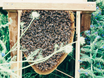 Honeycomb Wallpaper